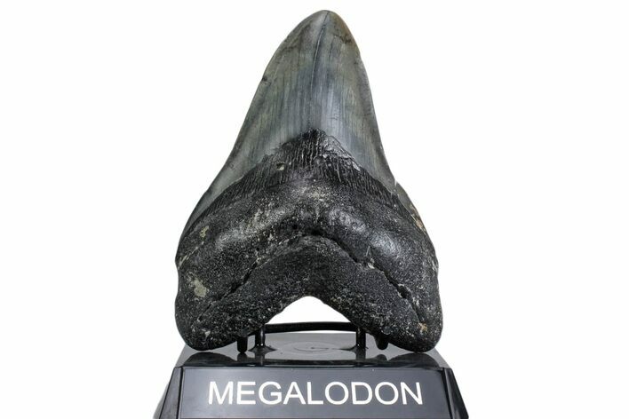 Fossil Megalodon Tooth - North Carolina #380136